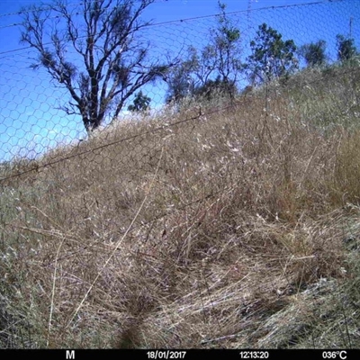 Unidentified at Mulligans Flat - 17 Jan 2017 by MulligansFlat1