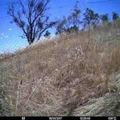 Unidentified at Mulligans Flat - 17 Jan 2017 by MulligansFlat1