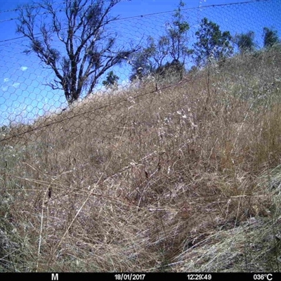 Unverified at Mulligans Flat - 18 Jan 2017 by MulligansFlat1