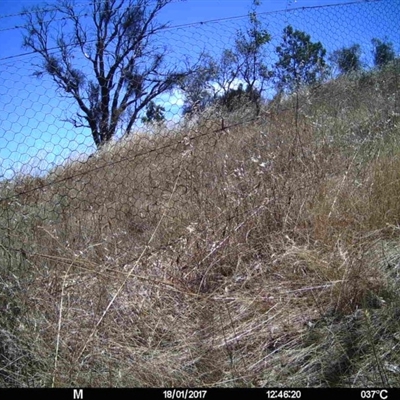 Unidentified at Mulligans Flat - 17 Jan 2017 by MulligansFlat1