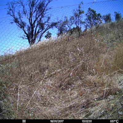 Unidentified at Mulligans Flat - 17 Jan 2017 by MulligansFlat1