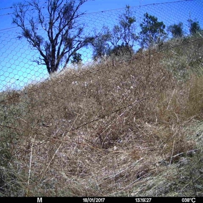 Unidentified at Mulligans Flat - 17 Jan 2017 by MulligansFlat1