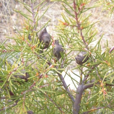 Hakea decurrens subsp. decurrens (Bushy Needlewood) at Chifley, ACT - 30 Aug 2008 by MatthewFrawley