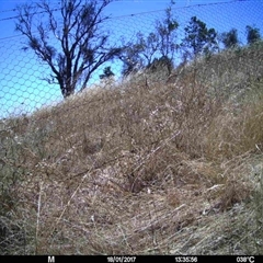 Unverified at Mulligans Flat - 18 Jan 2017 by MulligansFlat1