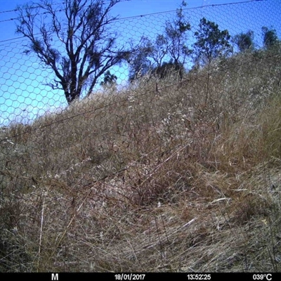 Unverified at Mulligans Flat - 18 Jan 2017 by MulligansFlat1