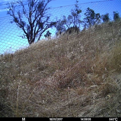 Unidentified at Mulligans Flat - 17 Jan 2017 by MulligansFlat1