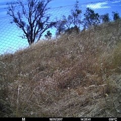 Unverified at Mulligans Flat - 18 Jan 2017 by MulligansFlat1