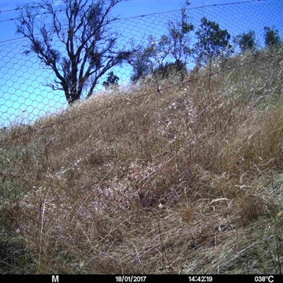 Unverified at Mulligans Flat - 18 Jan 2017 by MulligansFlat1