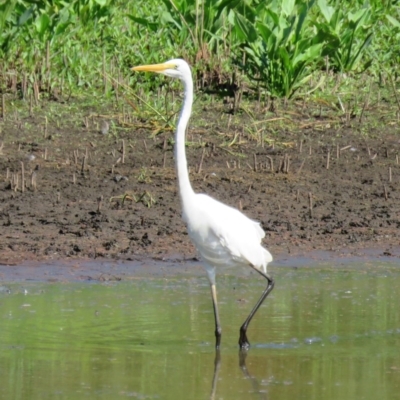 Ardea alba (Great Egret) at Panboola - 10 Jan 2017 by Panboola