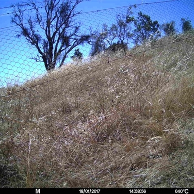 Unverified at Mulligans Flat - 18 Jan 2017 by MulligansFlat1