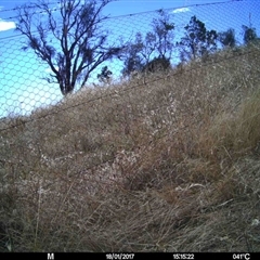 Unverified at Mulligans Flat - 18 Jan 2017 by MulligansFlat1