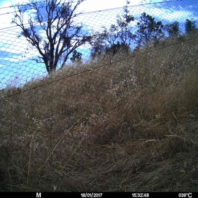 Unidentified at Mulligans Flat - 17 Jan 2017 by MulligansFlat1