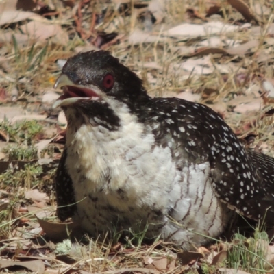 Eudynamys orientalis (Pacific Koel) at Conder, ACT - 12 Jan 2017 by MichaelBedingfield