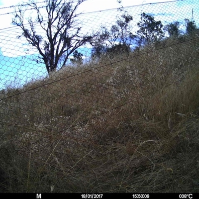 Unverified at Mulligans Flat - 18 Jan 2017 by MulligansFlat1