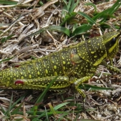 Monistria concinna (Southern Pyrgomorph) at Kosciuszko National Park, NSW - 26 Oct 2014 by JohnBundock