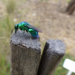 Stilbum cyanurum (Large Cuckoo Wasp) at Molonglo Valley, ACT - 25 Feb 2015 by AndyRussell