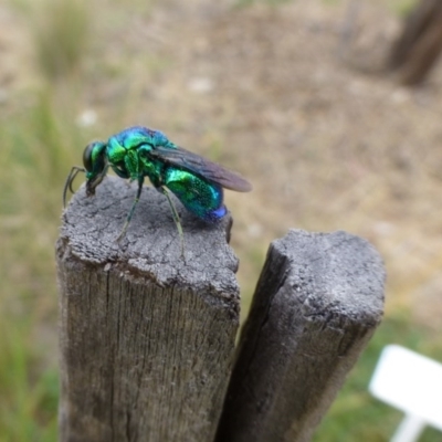 Stilbum cyanurum (Large Cuckoo Wasp) at Sth Tablelands Ecosystem Park - 25 Feb 2015 by AndyRussell