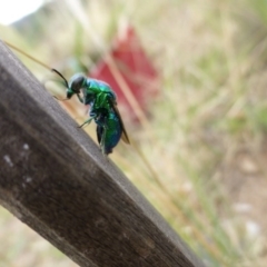 Stilbum cyanurum at Sth Tablelands Ecosystem Park - 26 Feb 2015