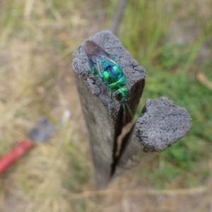 Stilbum cyanurum at Sth Tablelands Ecosystem Park - 26 Feb 2015 12:00 AM