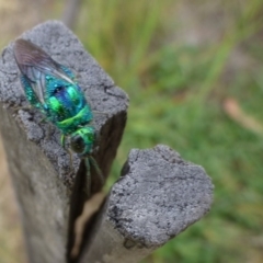 Stilbum cyanurum at Sth Tablelands Ecosystem Park - 26 Feb 2015 12:00 AM