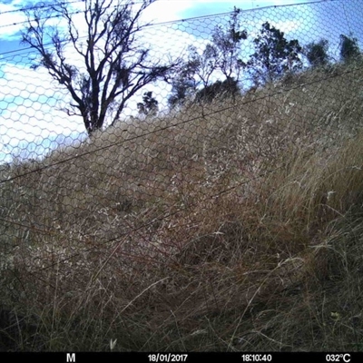 Unidentified at Mulligans Flat - 17 Jan 2017 by MulligansFlat1