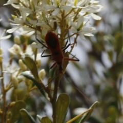 Gminatus australis (Orange assassin bug) at Stromlo, ACT - 13 Jan 2017 by ibaird