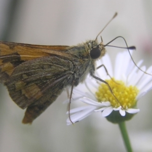 Ocybadistes walkeri at Kambah, ACT - 18 Jan 2017 05:09 PM