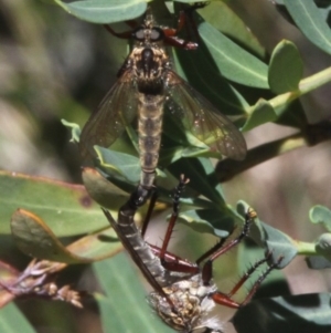 Zosteria sp. (genus) at Cotter River, ACT - 15 Jan 2017 10:32 AM