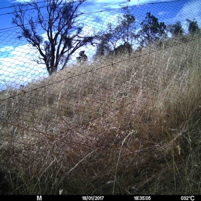 Unverified at Mulligans Flat - 18 Jan 2017 by MulligansFlat1