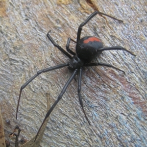 Latrodectus hasselti at Kambah, ACT - 18 Jan 2017 05:39 PM