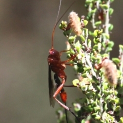 Lissopimpla excelsa (Orchid dupe wasp, Dusky-winged Ichneumonid) at Cotter River, ACT - 15 Jan 2017 by HarveyPerkins