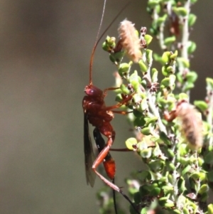 Lissopimpla excelsa at Cotter River, ACT - 15 Jan 2017