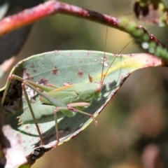 Caedicia sp. (genus) (Katydid) at Cotter River, ACT - 15 Jan 2017 by HarveyPerkins