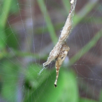 Arachnura higginsi (Scorpion-tailed Spider) at Kambah, ACT - 19 Feb 2008 by HarveyPerkins