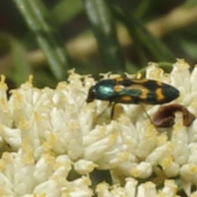 Castiarina flavopicta (Flavopicta jewel beetle) at Coree, ACT - 13 Jan 2017 by ibaird