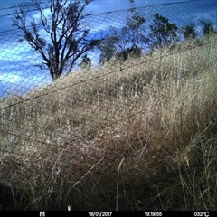 Unidentified at Mulligans Flat - 17 Jan 2017 by MulligansFlat1