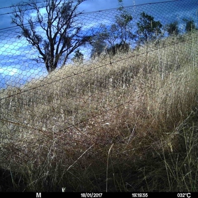 Unidentified at Mulligans Flat - 17 Jan 2017 by MulligansFlat1