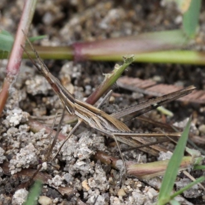 Acrida conica (Giant green slantface) at Paddys River, ACT - 13 Jan 2017 by HarveyPerkins