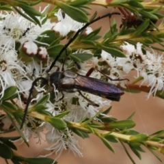 Hesthesis cingulatus (Wasp-mimic longicorn) at Coree, ACT - 13 Jan 2017 by ibaird