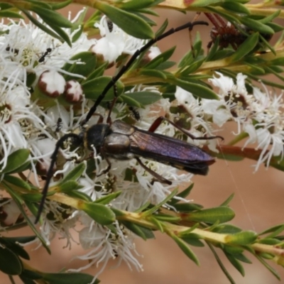 Hesthesis cingulatus (Wasp-mimic longicorn) at Coree, ACT - 13 Jan 2017 by ibaird