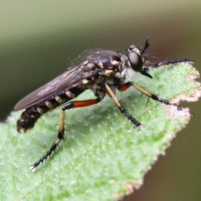 Thereutria amaraca (Spine-legged Robber Fly) at Paddys River, ACT - 13 Jan 2017 by HarveyPerkins