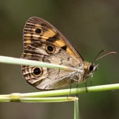 Heteronympha cordace (Bright-eyed Brown) at Paddys River, ACT - 13 Jan 2017 by HarveyPerkins