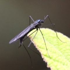 Tipulidae or Limoniidae (family) (Unidentified Crane Fly) at Paddys River, ACT - 13 Jan 2017 by HarveyPerkins