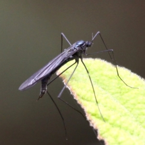 Tipulidae or Limoniidae (family) at Paddys River, ACT - 13 Jan 2017 12:28 PM