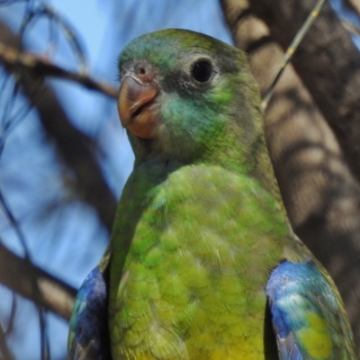 Psephotus haematonotus (Red-rumped Parrot) at Stromlo, ACT - 17 Jan 2017 by JohnBundock