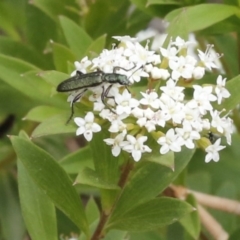 Eleale aspera (Clerid beetle) at Uriarra, NSW - 13 Jan 2017 by ibaird