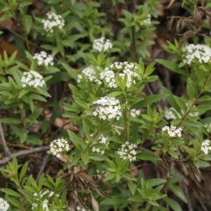 Eleale aspera at Uriarra, NSW - 13 Jan 2017 03:31 PM