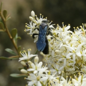 Austroscolia soror at Stromlo, ACT - 13 Jan 2017 12:00 PM