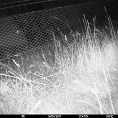 Unverified at Mulligans Flat - 18 Jan 2017 by MulligansFlat1