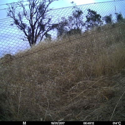 Unidentified at Mulligans Flat - 17 Jan 2017 by MulligansFlat1